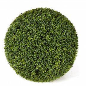 20 inch Diameter American Boxwood Ball Topiary